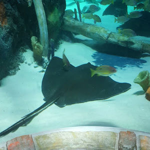 Meet your Posher, Lashonda